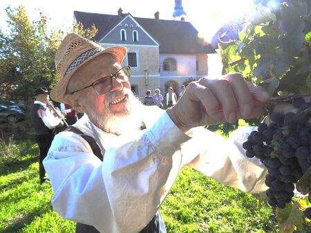 Prvi je odrezal groz skrbnik Nacetove trte  Ivan Kropivnik